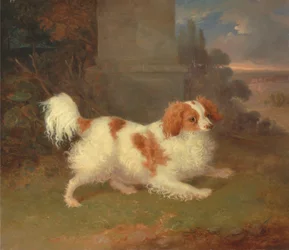 Un spaniel de Blenheim